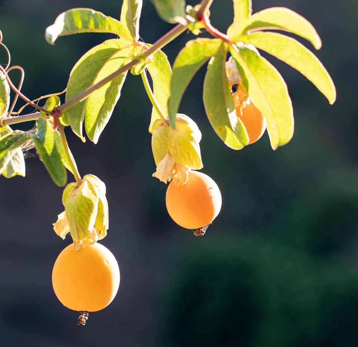 Ubebygd land til salgs i Estepona - € 3 500 000 (Ref: 9038160)