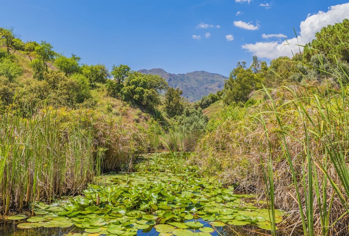 Ubebygd land til salgs i Estepona - € 3 500 000 (Ref: 9038160)