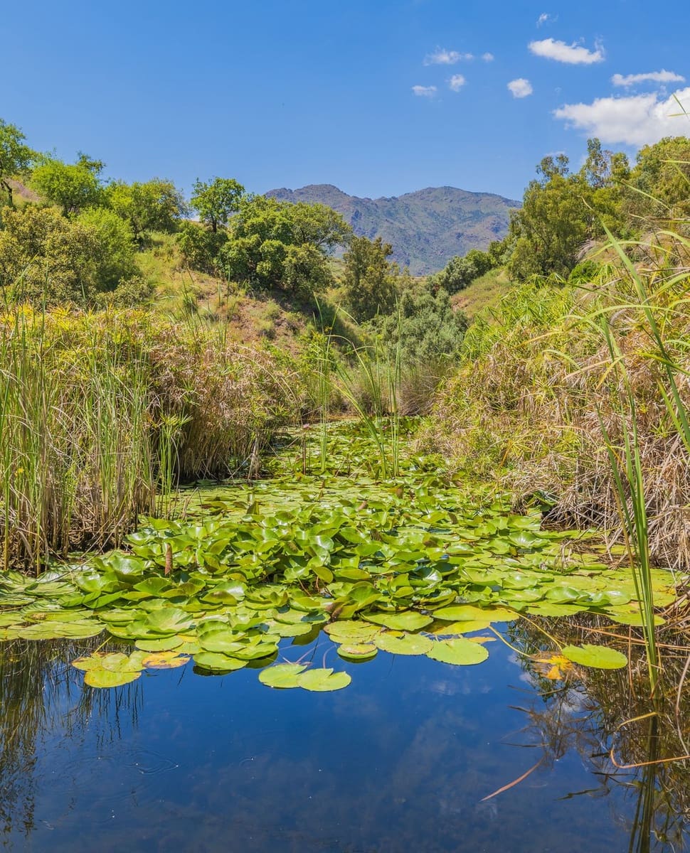 Ubebygd land til salgs i Estepona - € 3 500 000 (Ref: 9038160)