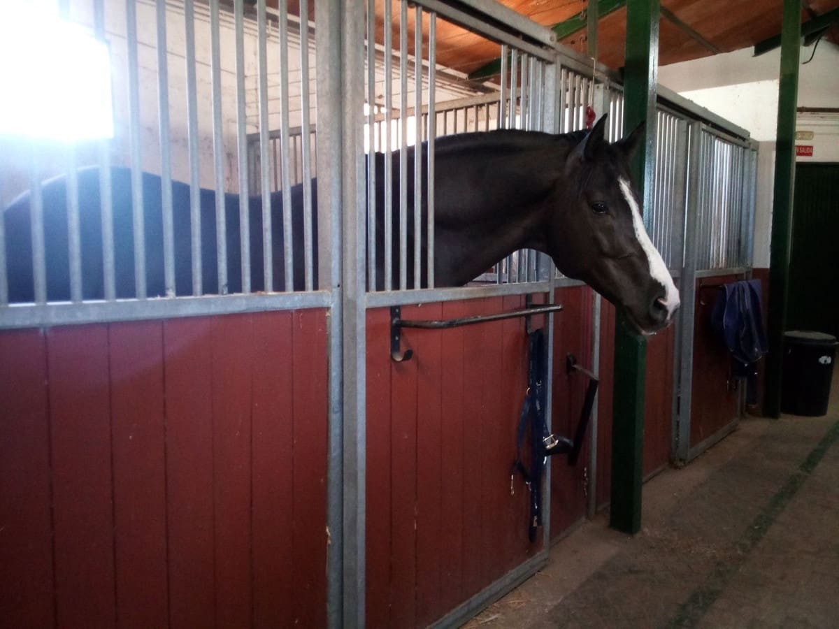 Finca/Landehus til salg i Estepona med swimmingpool - € 11.000.000 (Ref: 9163563)