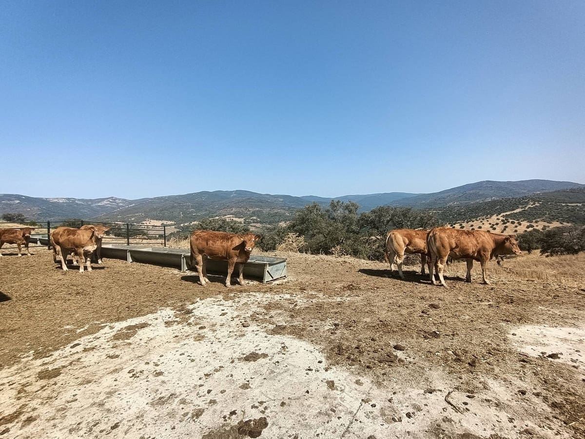 Finca/Country House for sale in Gaucin - € 7,455,000 (Ref: 9257002)