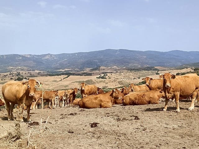 Finca/Landehus til salg i Gaucín - € 3.045.000 (Ref: 9257003)