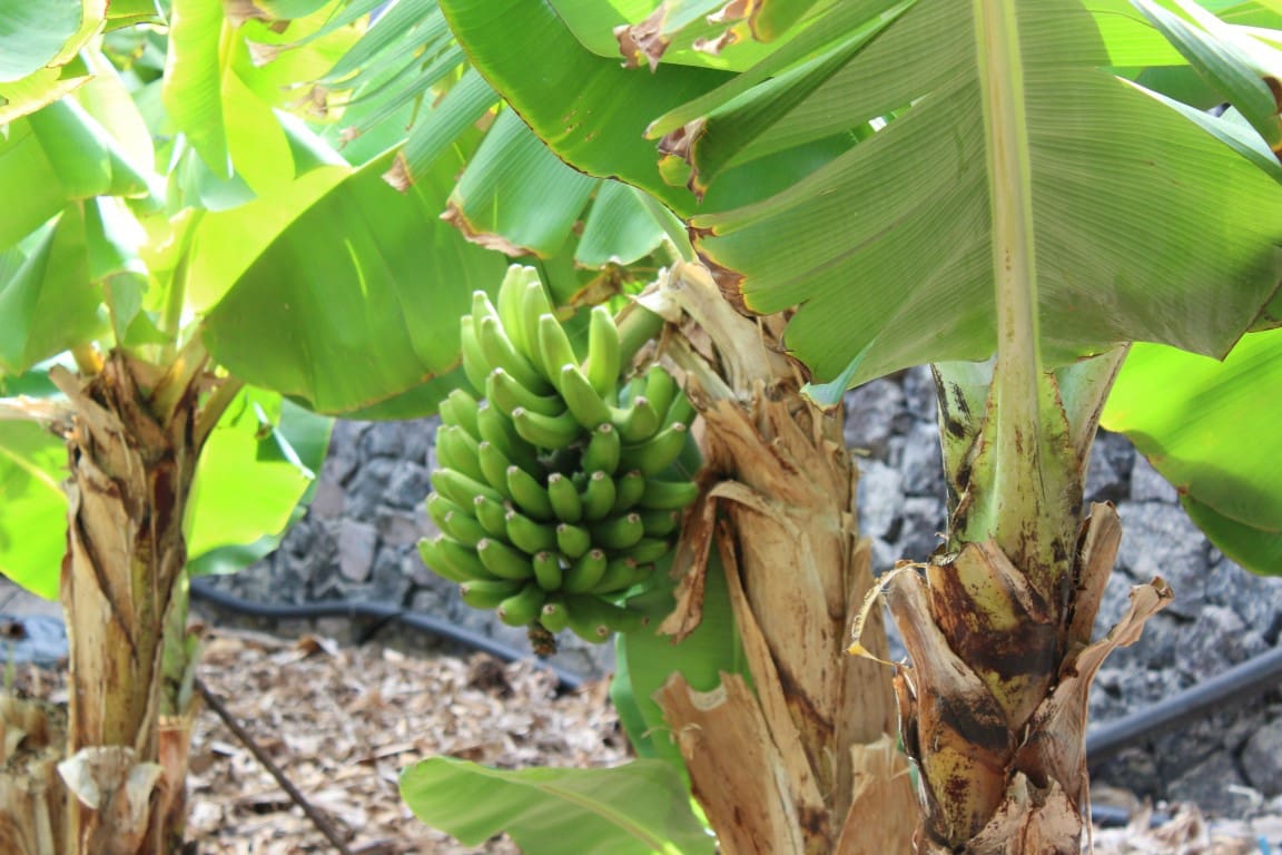 4 soveværelse Finca/Landehus til salg i Arafo med swimmingpool garage - € 850.000 (Ref: 4047202)