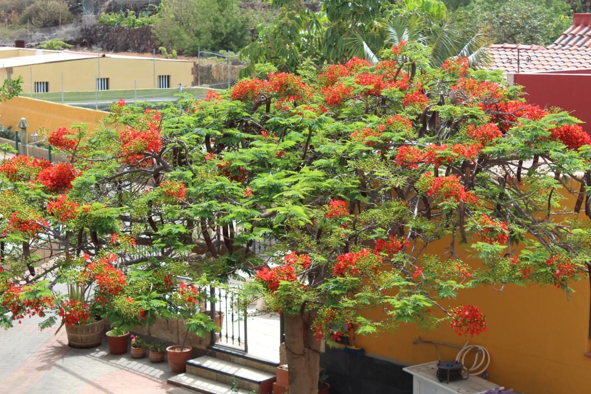 4 soveværelse Finca/Landehus til salg i Arafo med swimmingpool garage - € 850.000 (Ref: 4047202)