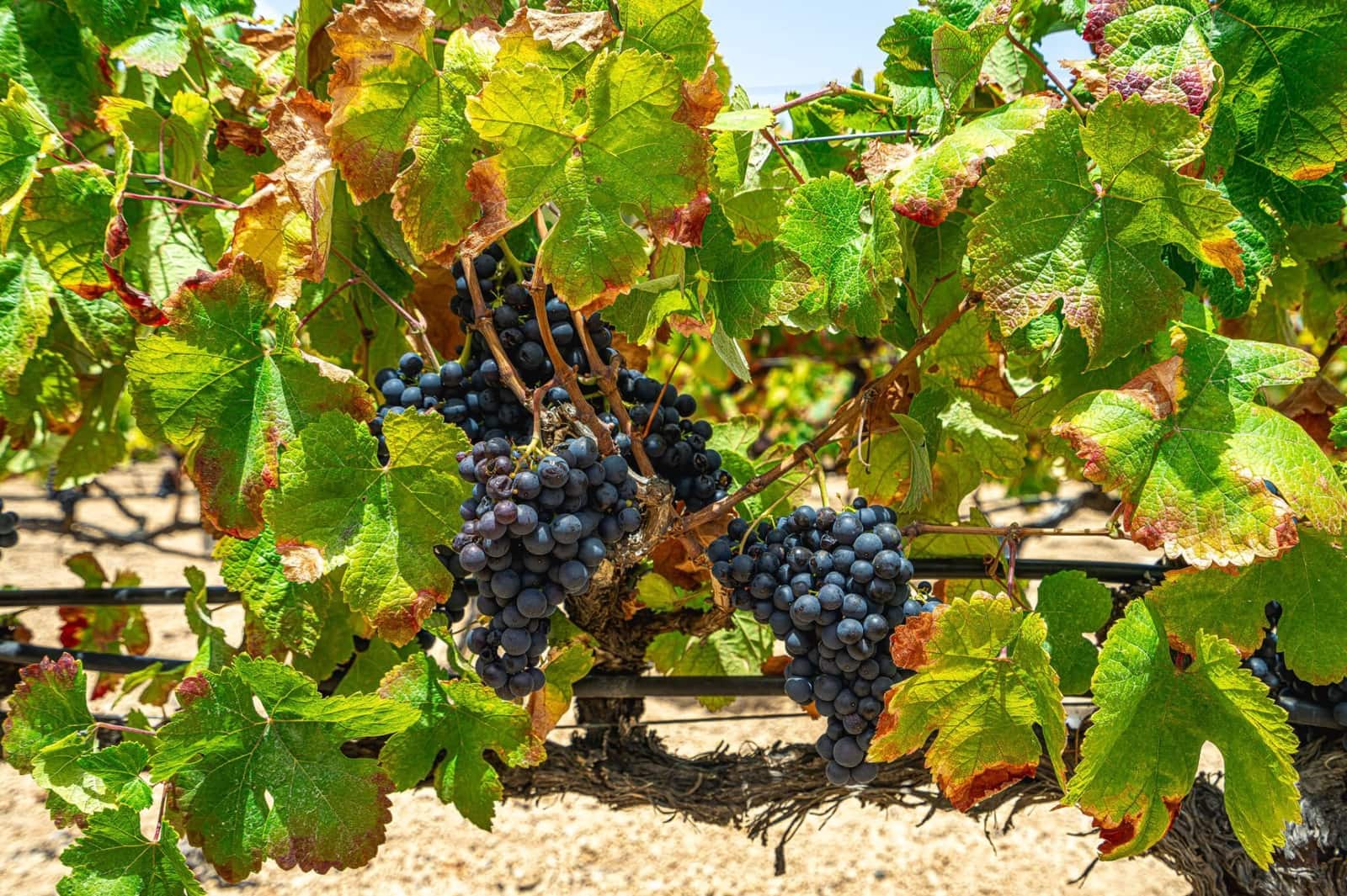 Finca/Herregård til salgs i La Sabinita - € 300 000 (Ref: 9074852)