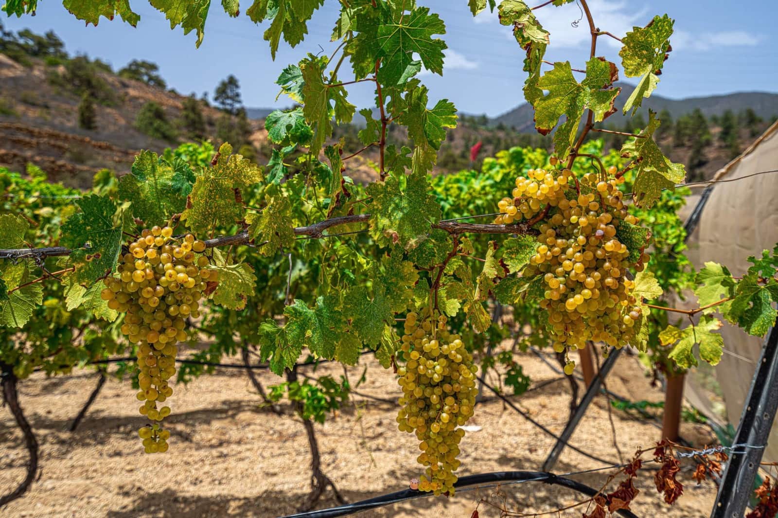 Finca/Herregård til salgs i La Sabinita - € 300 000 (Ref: 9074852)