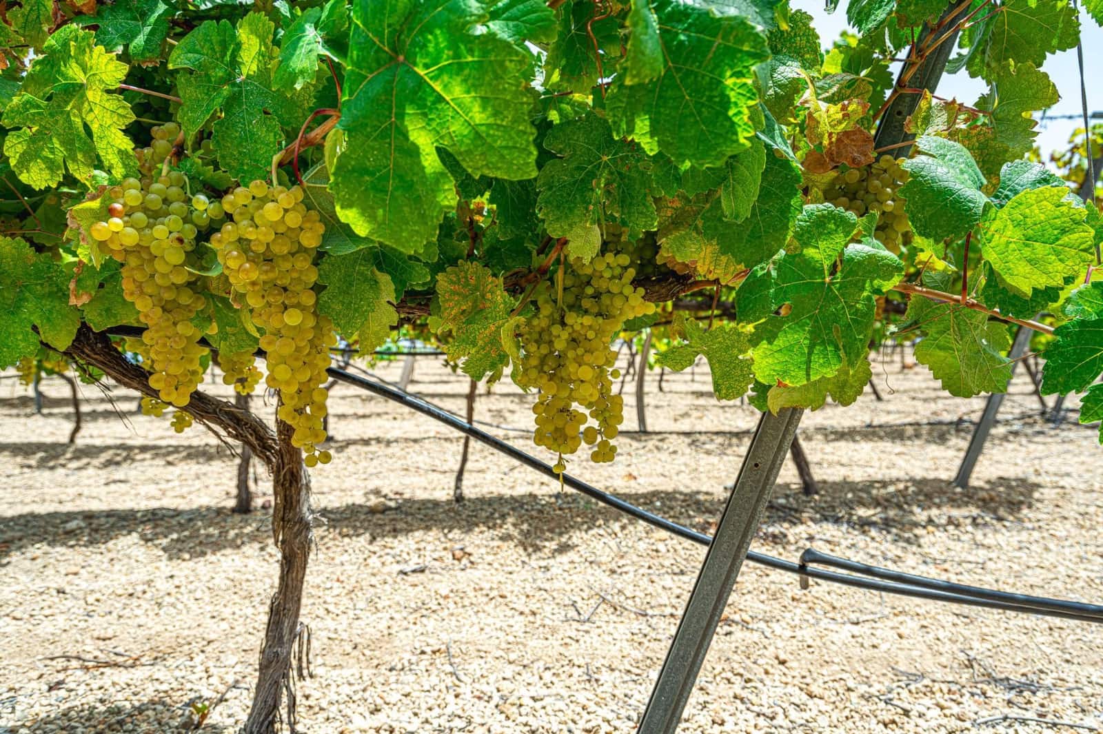 Finca/Herregård til salgs i La Sabinita - € 300 000 (Ref: 9074852)