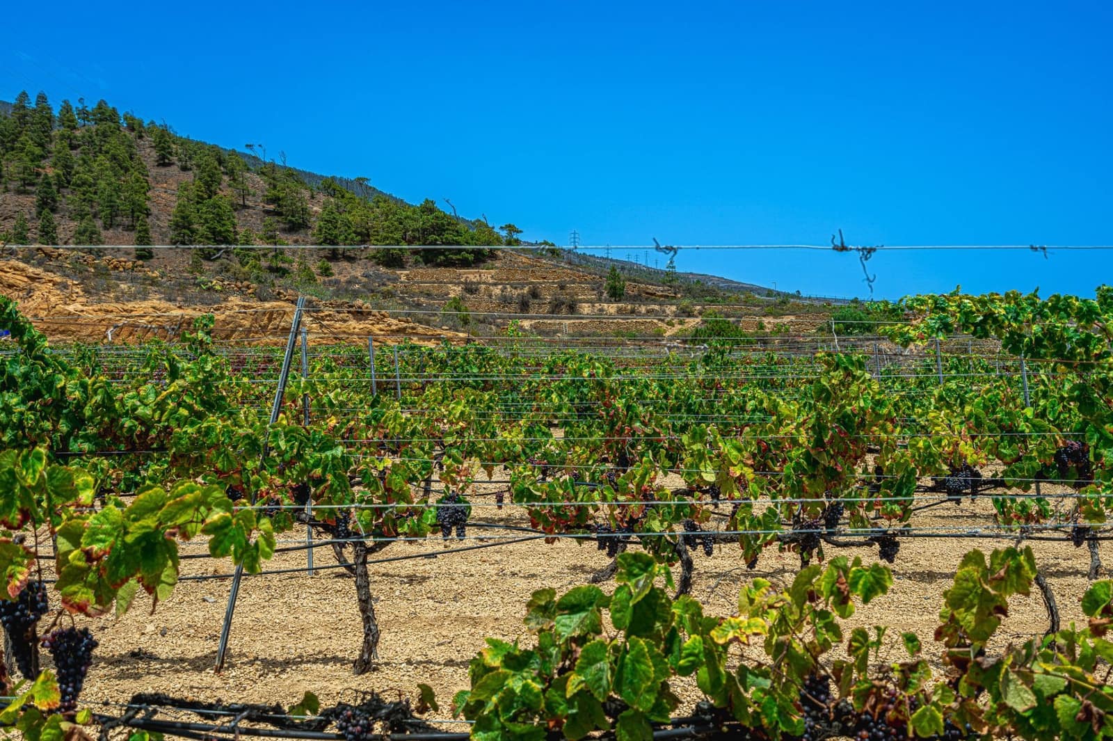 Finca/Herregård til salgs i La Sabinita - € 300 000 (Ref: 9074852)