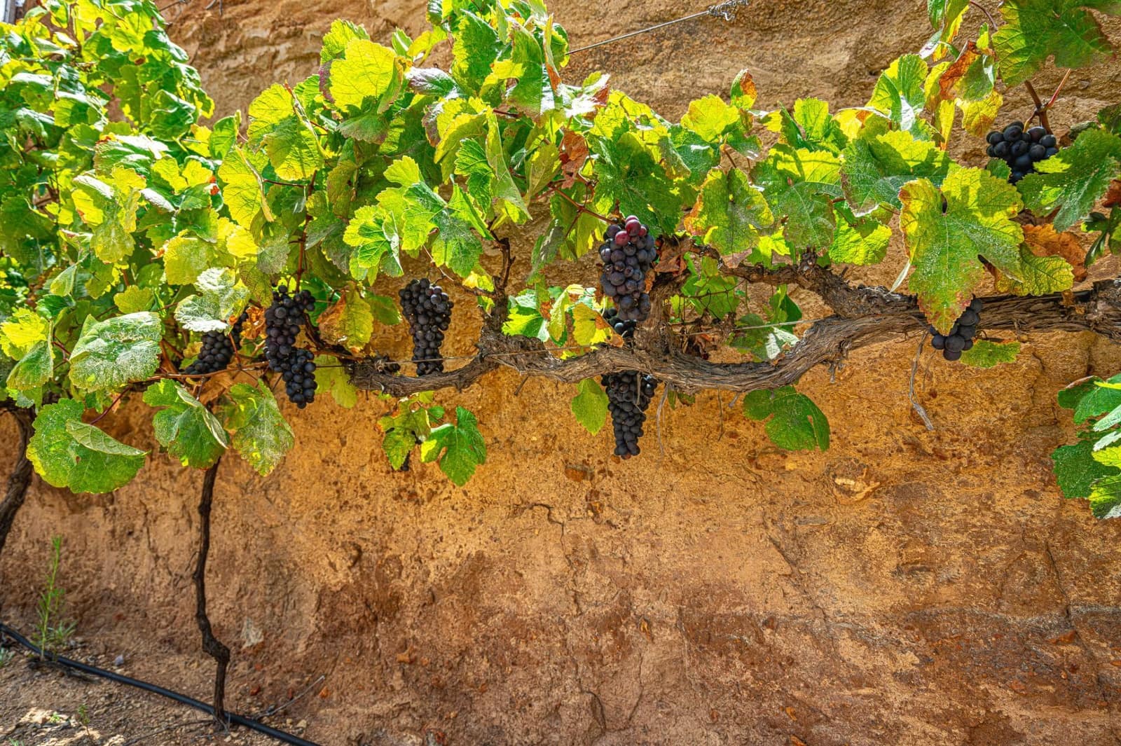 Finca/Herregård til salgs i La Sabinita - € 300 000 (Ref: 9074852)