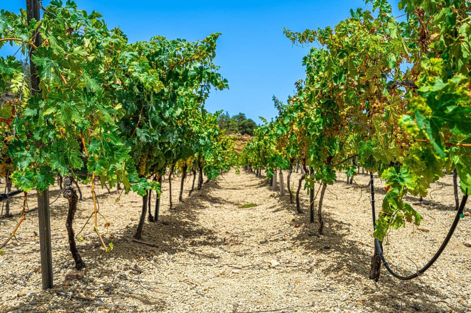 Finca/Herregård til salgs i La Sabinita - € 300 000 (Ref: 9074852)