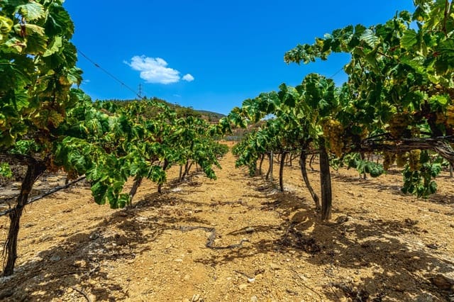 Finca/Casa di Campagna in vendita in La Sabinita, Arico - 300.000 € (Rif: 9074852)