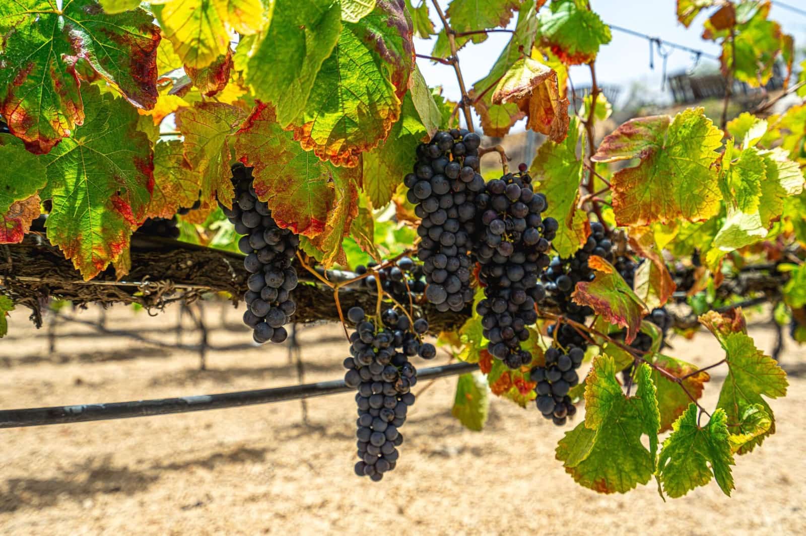 Finca/Herregård til salgs i La Sabinita - € 300 000 (Ref: 9074852)