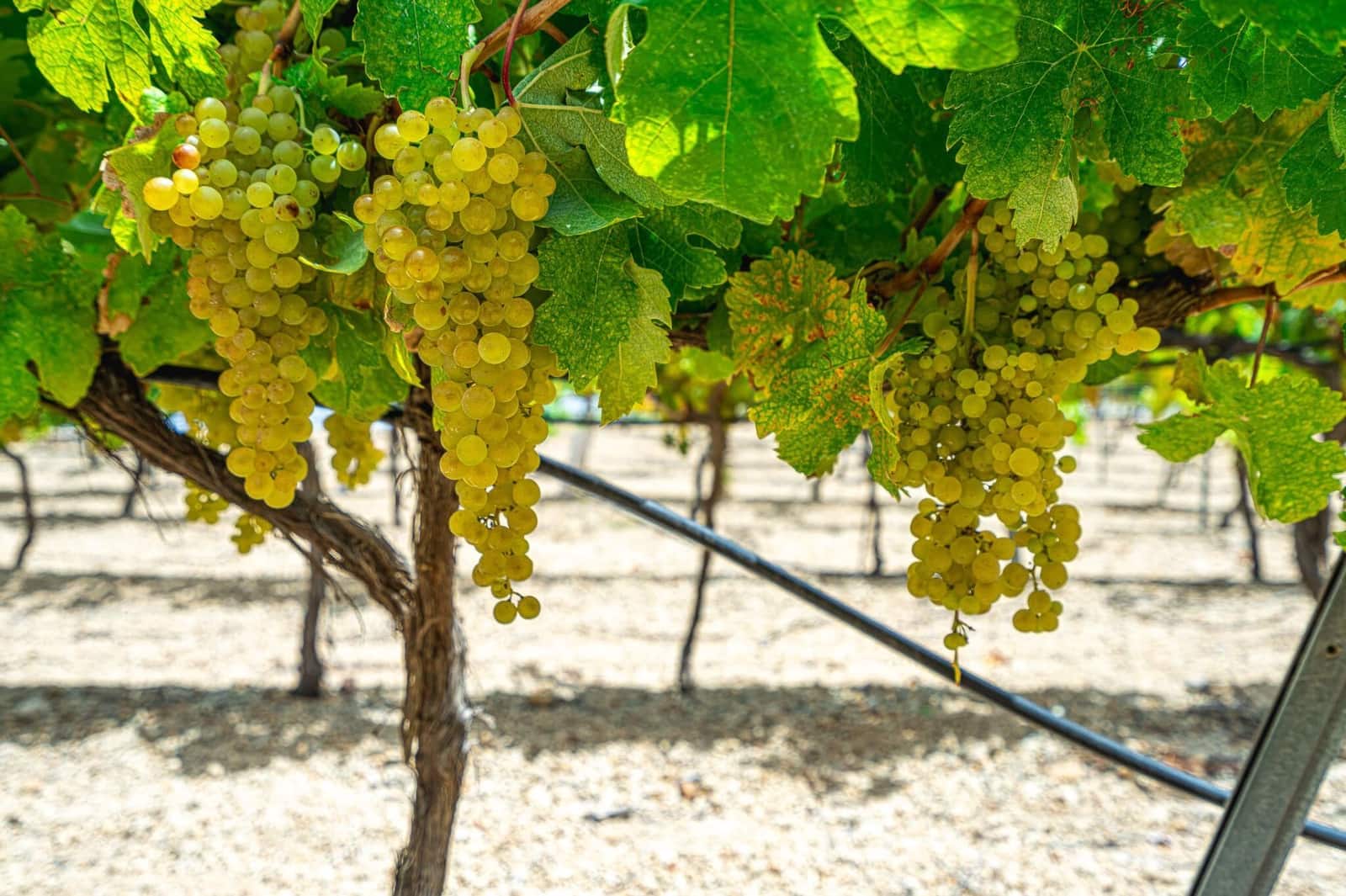 Finca/Herregård til salgs i La Sabinita - € 300 000 (Ref: 9074852)