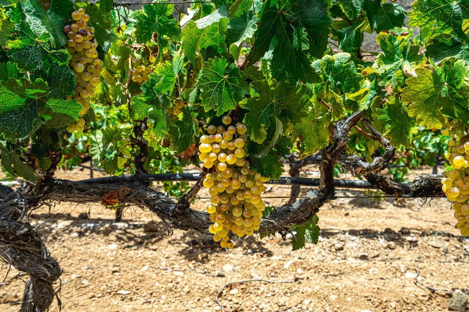 Finca/Herregård til salgs i La Sabinita - € 300 000 (Ref: 9074852)