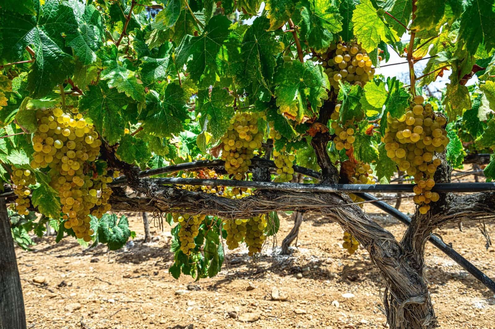 Finca/Herregård til salgs i La Sabinita - € 300 000 (Ref: 9074852)