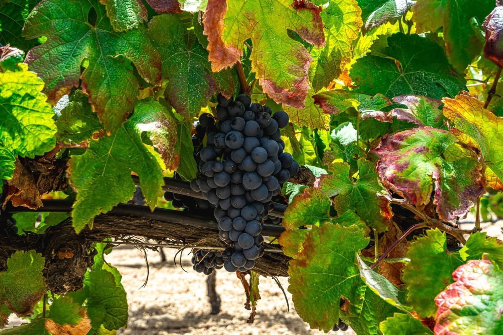 Finca/Herregård til salgs i La Sabinita - € 300 000 (Ref: 9074852)