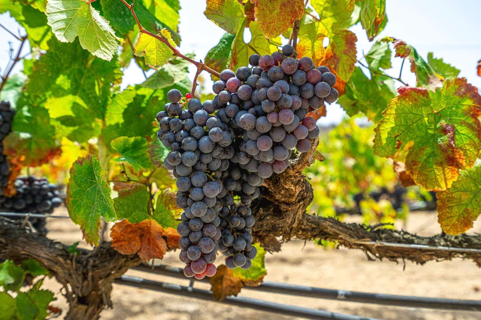 Finca/Herregård til salgs i La Sabinita - € 300 000 (Ref: 9074852)