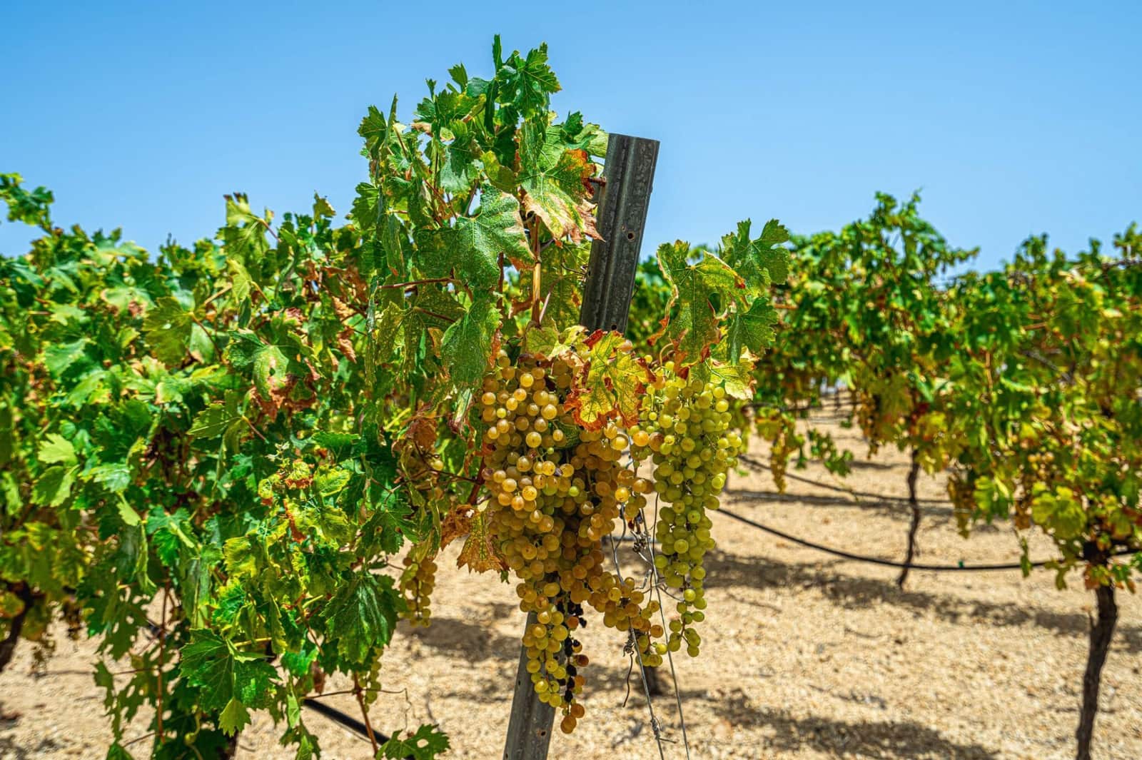 Finca/Herregård til salgs i La Sabinita - € 300 000 (Ref: 9074852)