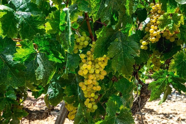 Finca/Casa di Campagna in vendita in La Sabinita, Arico - 300.000 € (Rif: 9074852)