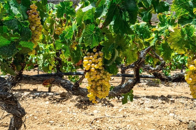 Finca/Casa di Campagna in vendita in La Sabinita, Arico - 300.000 € (Rif: 9074852)