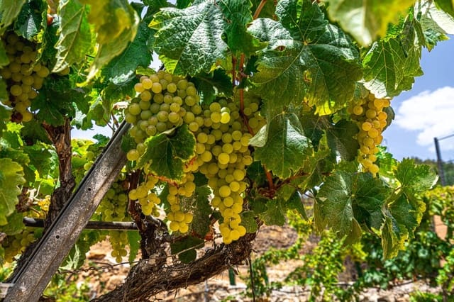 Finca/Casa di Campagna in vendita in La Sabinita, Arico - 300.000 € (Rif: 9074852)