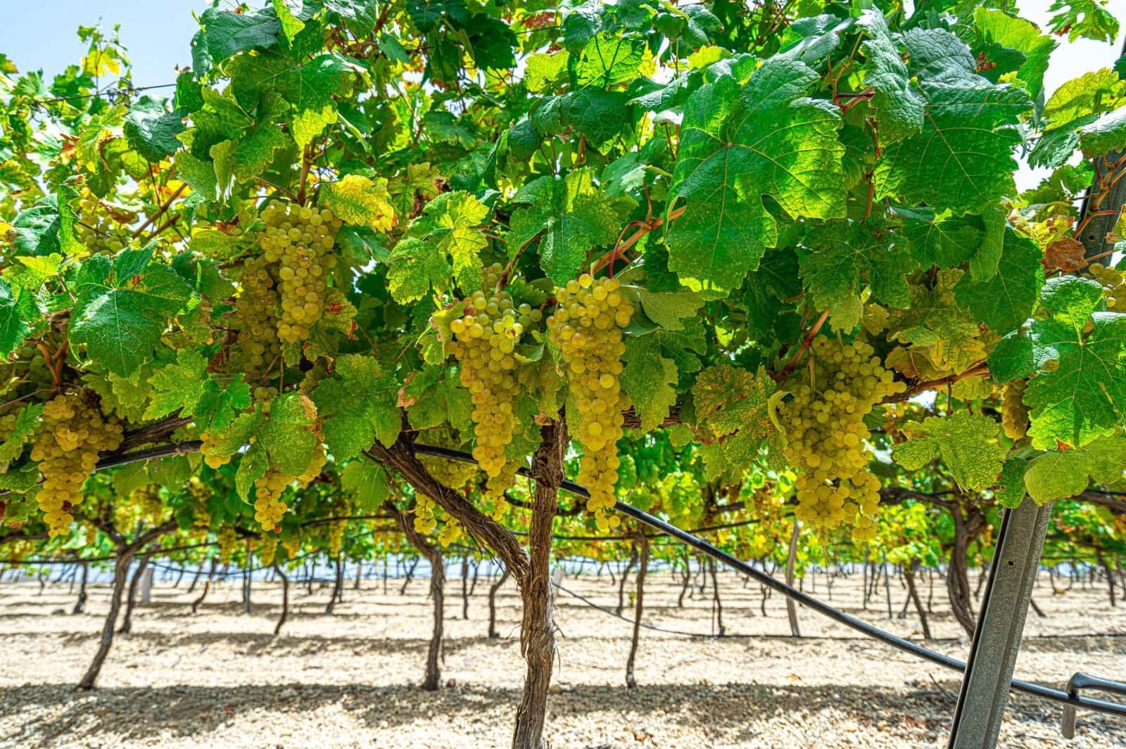 Finca/Herregård til salgs i La Sabinita - € 300 000 (Ref: 9074852)