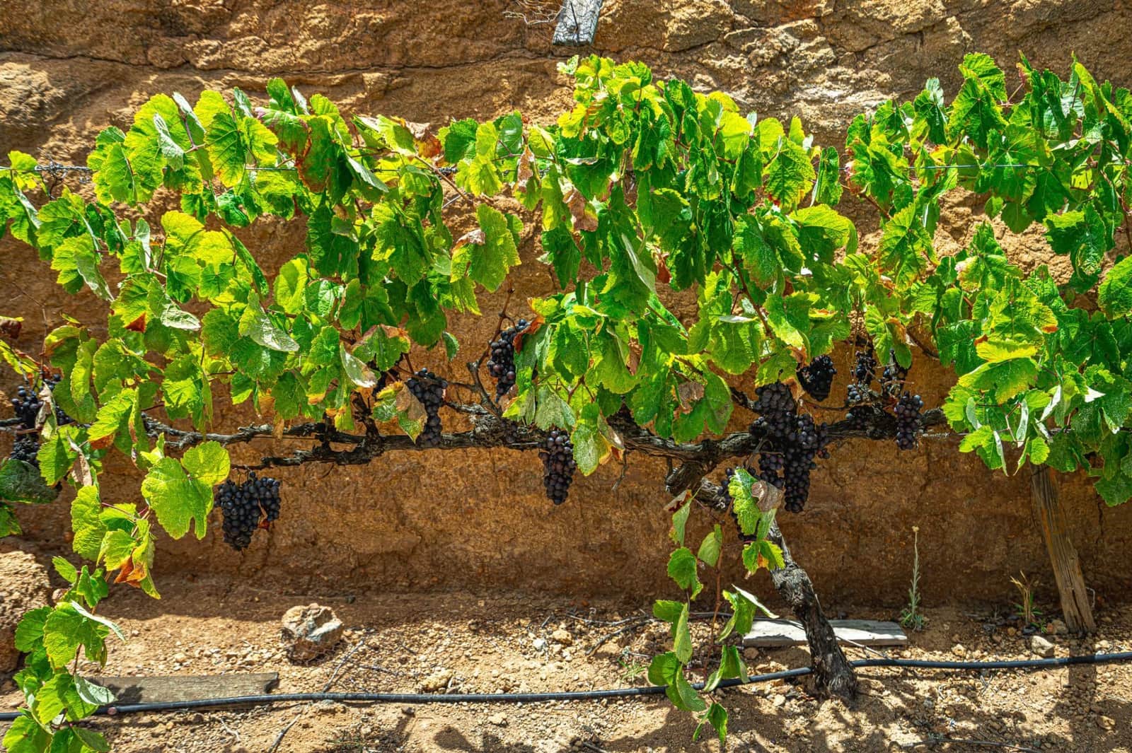 Finca/Herregård til salgs i La Sabinita - € 300 000 (Ref: 9074852)