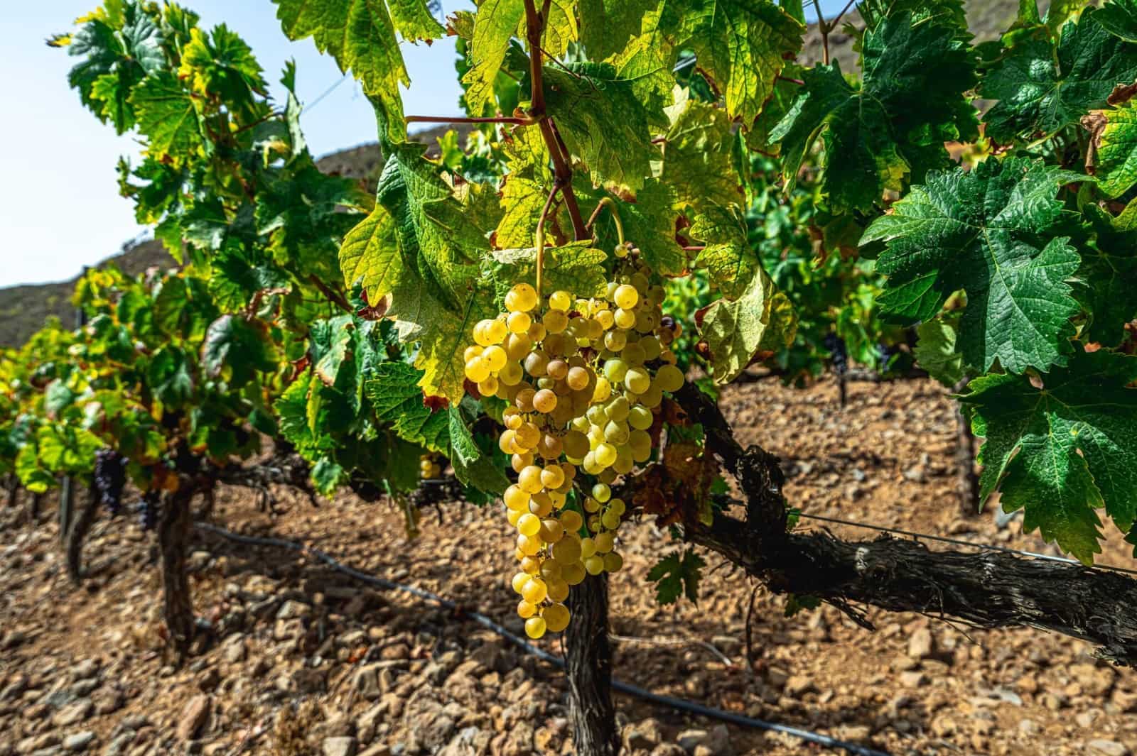 Finka/Dom wiejski na sprzedaż w La Sabinita - 300 000 € (Ref: 9074853)