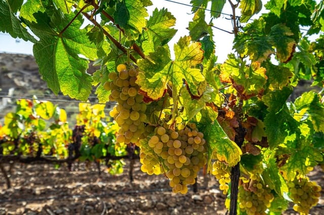 Finca/Casa di Campagna in vendita in La Sabinita, Arico - 300.000 € (Rif: 9074853)