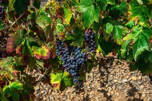 Finca/Casa di Campagna in vendita in La Sabinita, Arico - 300.000 € (Rif: 9074853)