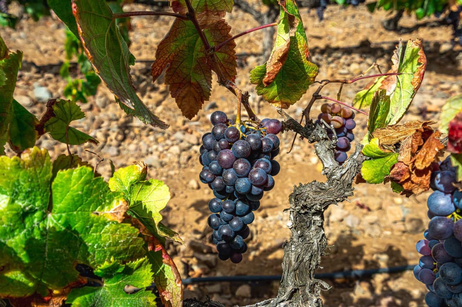 Finka/Dom wiejski na sprzedaż w La Sabinita - 300 000 € (Ref: 9074853)