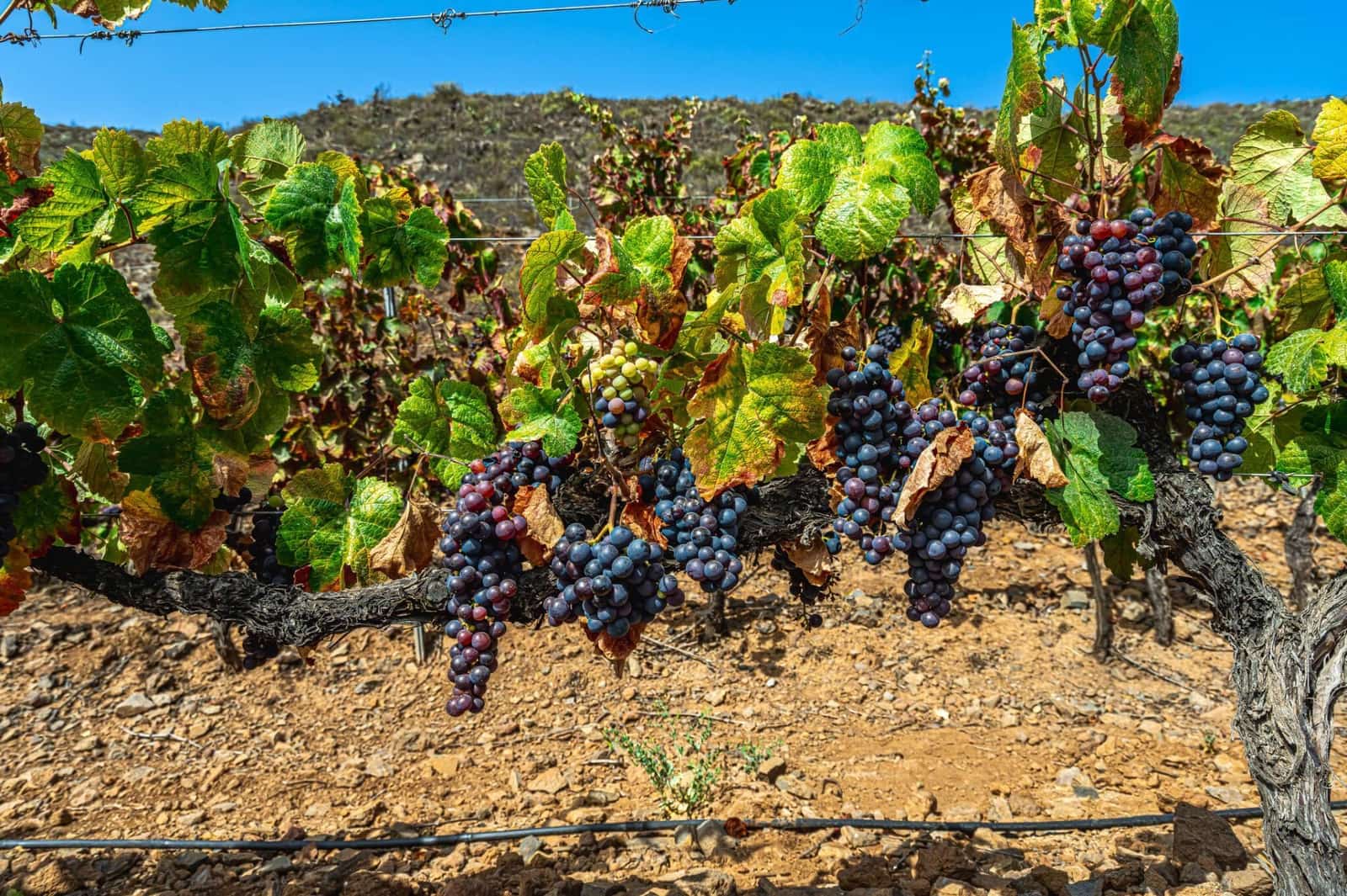 Finka/Dom wiejski na sprzedaż w La Sabinita - 300 000 € (Ref: 9074853)