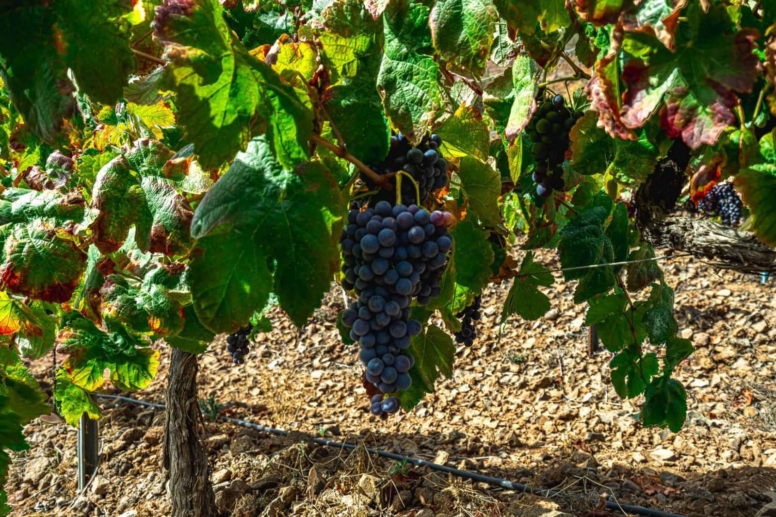 Finka/Dom wiejski na sprzedaż w La Sabinita - 300 000 € (Ref: 9074853)