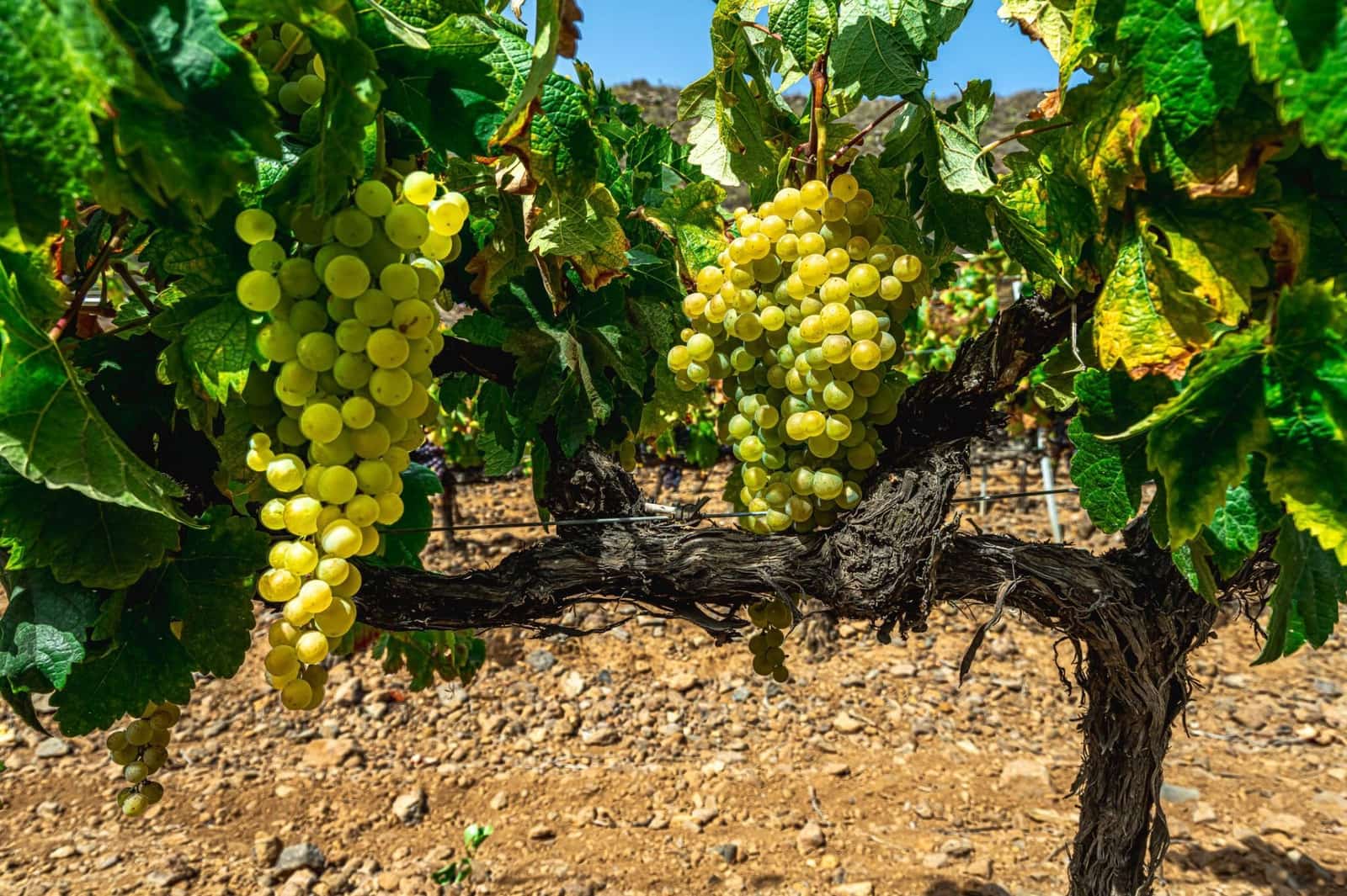 Finka/Dom wiejski na sprzedaż w La Sabinita - 300 000 € (Ref: 9074853)