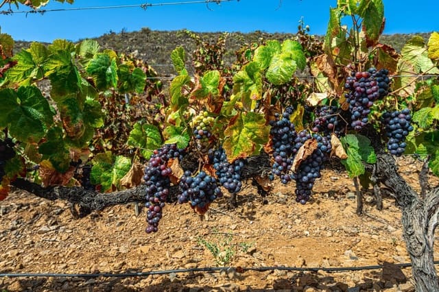 Finca/Casa di Campagna in vendita in La Sabinita, Arico - 300.000 € (Rif: 9074853)