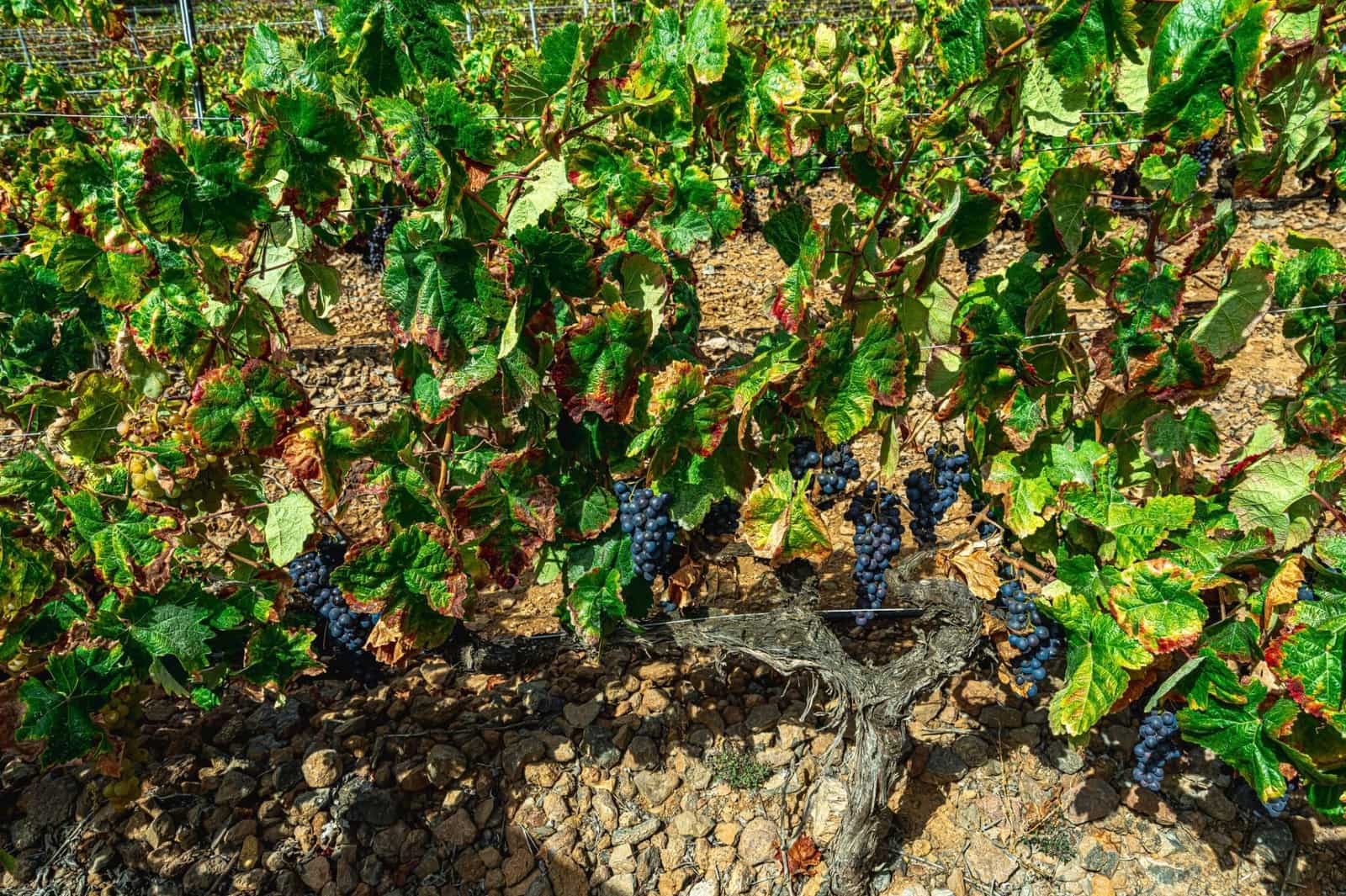 Finka/Dom wiejski na sprzedaż w La Sabinita - 300 000 € (Ref: 9074853)