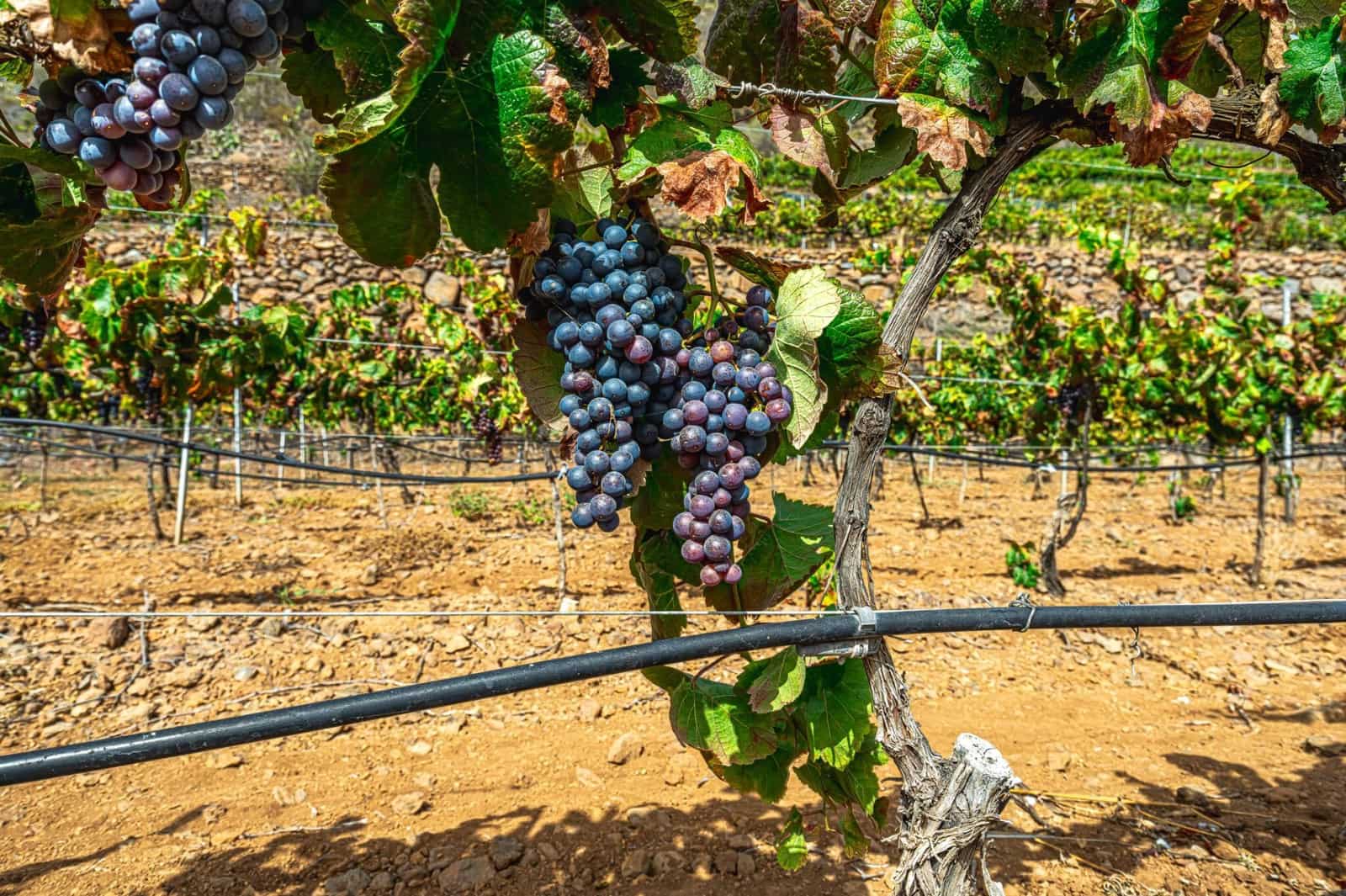 Finka/Dom wiejski na sprzedaż w La Sabinita - 300 000 € (Ref: 9074853)