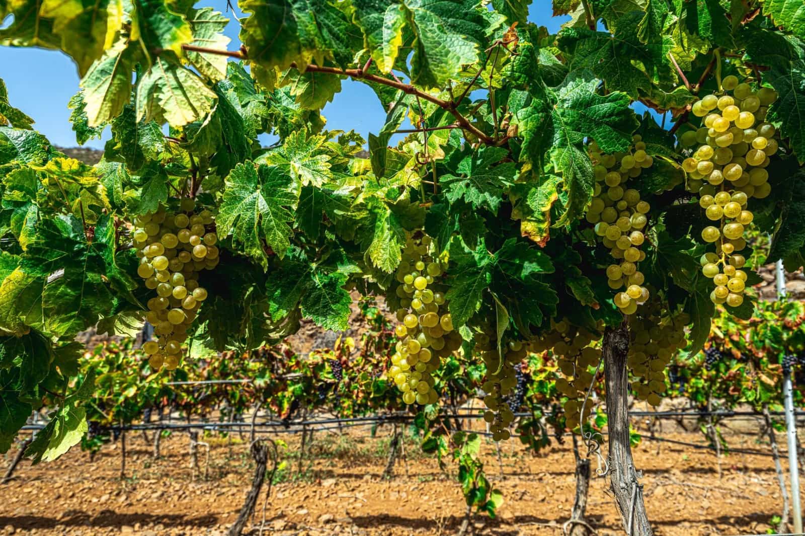 Finka/Dom wiejski na sprzedaż w La Sabinita - 300 000 € (Ref: 9074853)