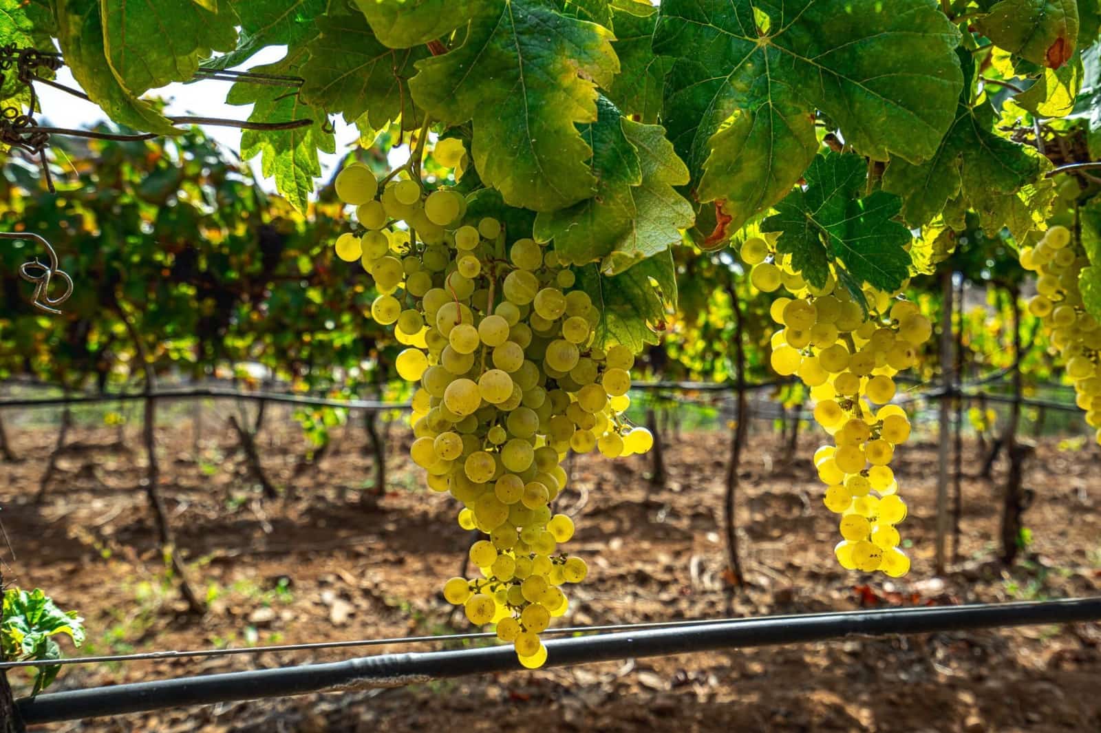 Finka/Dom wiejski na sprzedaż w La Sabinita - 300 000 € (Ref: 9074853)