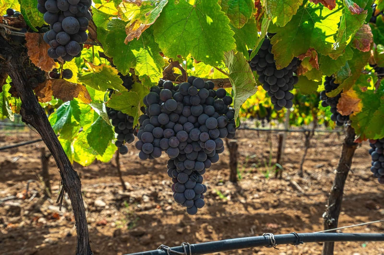 Finka/Dom wiejski na sprzedaż w La Sabinita - 300 000 € (Ref: 9074853)