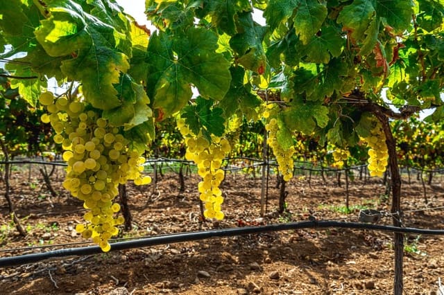 Finca/Casa di Campagna in vendita in La Sabinita, Arico - 298.000 € (Rif: 9074853)