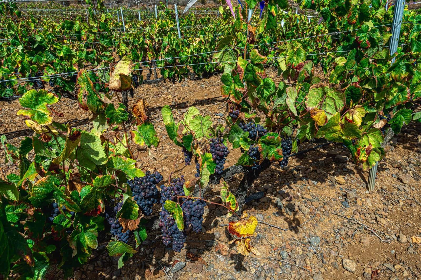 Finka/Dom wiejski na sprzedaż w La Sabinita - 300 000 € (Ref: 9074853)