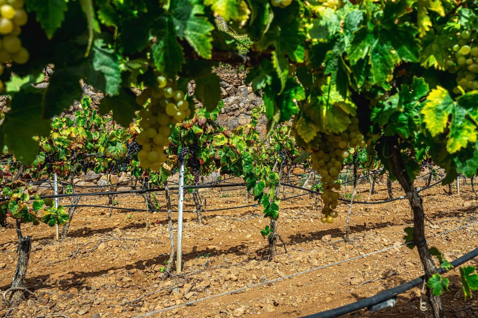 Finka/Dom wiejski na sprzedaż w La Sabinita - 300 000 € (Ref: 9074853)