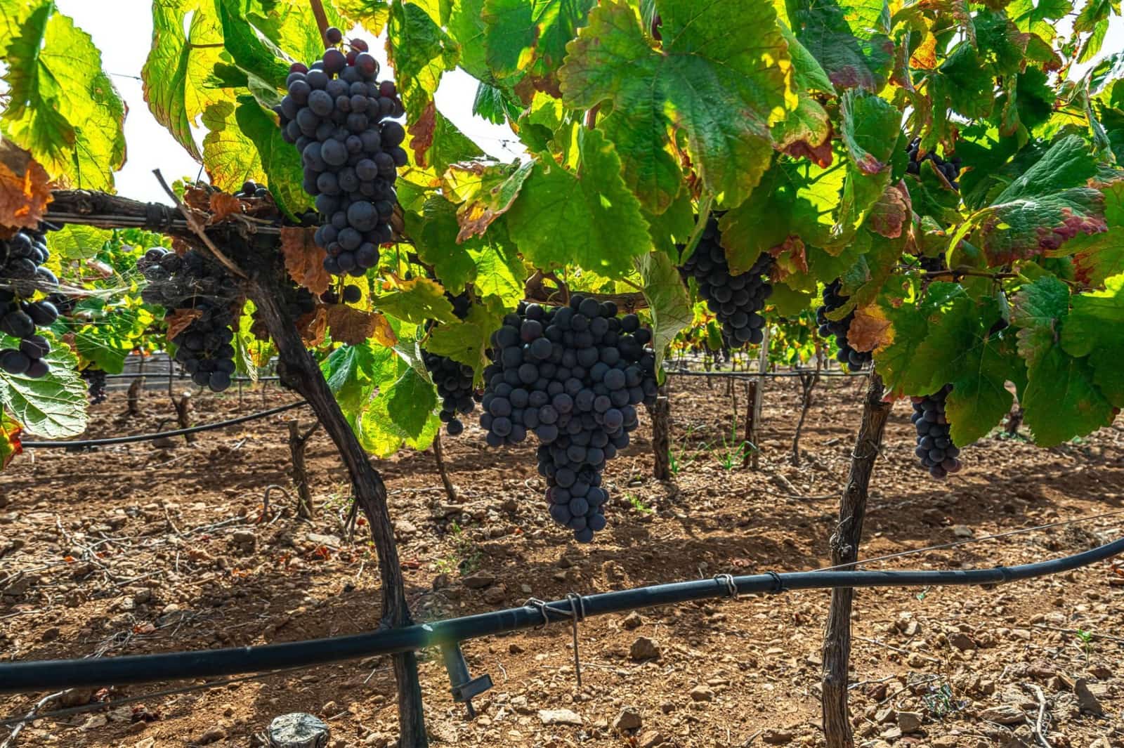 Finka/Dom wiejski na sprzedaż w La Sabinita - 300 000 € (Ref: 9074853)