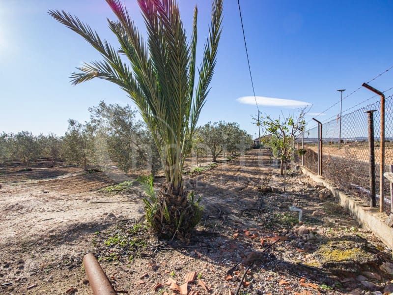 Finca/Hus på landet till salu i Los Montesinos - 1 100 000 € (Ref: 8843542)