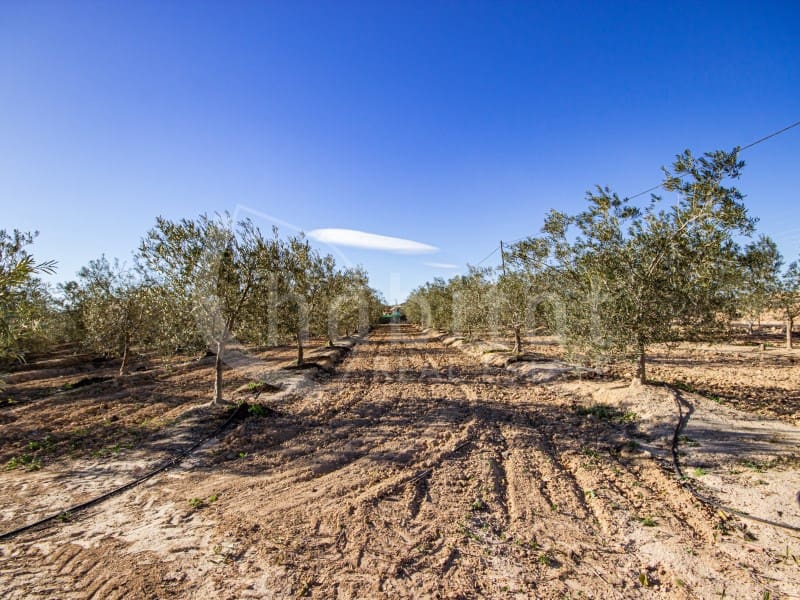 Finca/Hus på landet till salu i Los Montesinos - 1 100 000 € (Ref: 8843542)