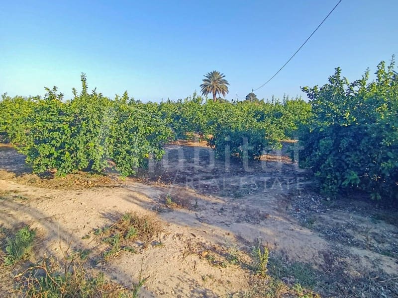 Mark till salu i Los Montesinos - 140 000 € (Ref: 9915767)