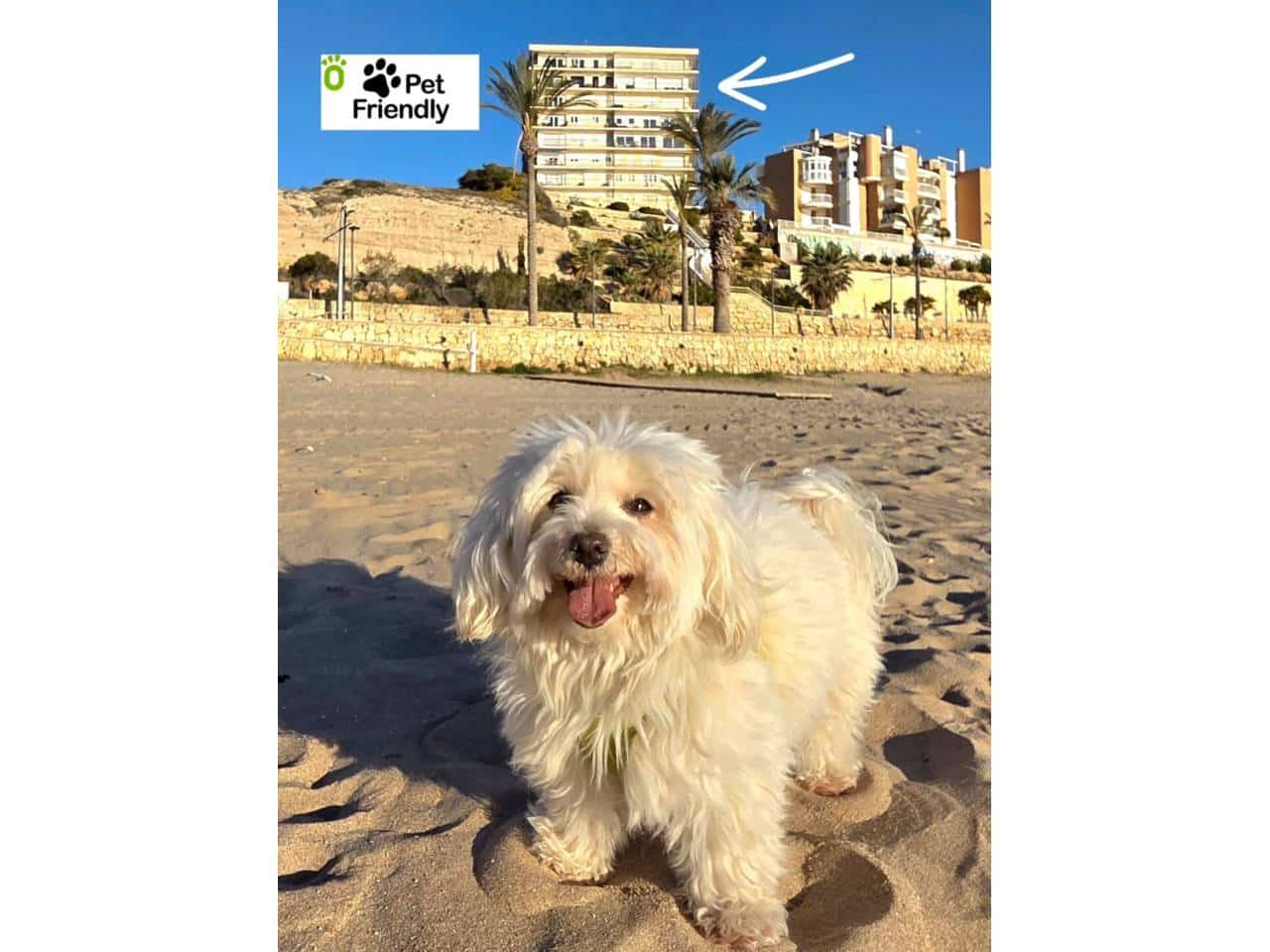 3 Zimmer Wohnung zu vermieten in El Campello mit Pool Garage - 1.500 € (Ref: 9807127)