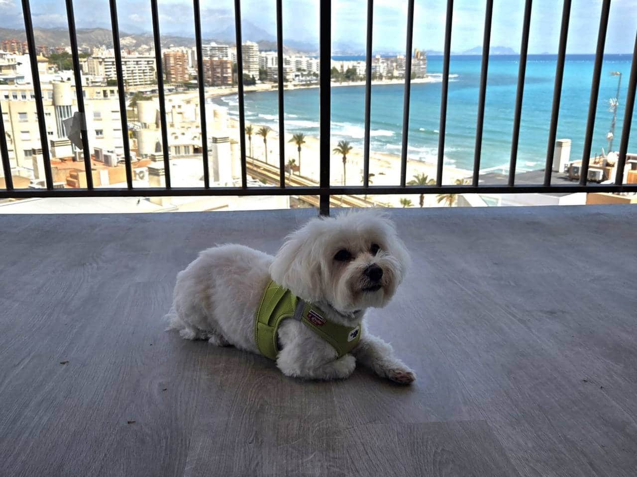 3 Zimmer Wohnung zu vermieten in El Campello mit Pool Garage - 1.500 € (Ref: 9807127)