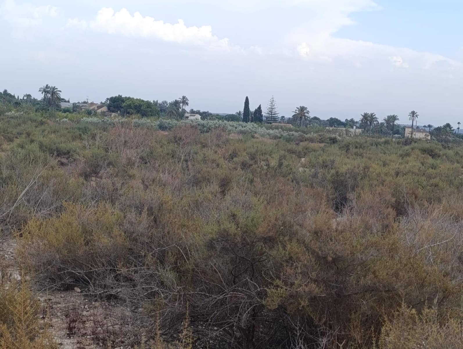 Undeveloped Land for rent in Elche / Elx - € 800 (Ref: 10086147)